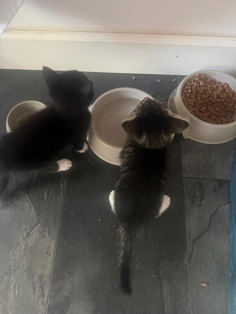 Bengaal mix kittens meisjes. NOG 2 over, Poes, Kortharig, 0 tot 2 jaar