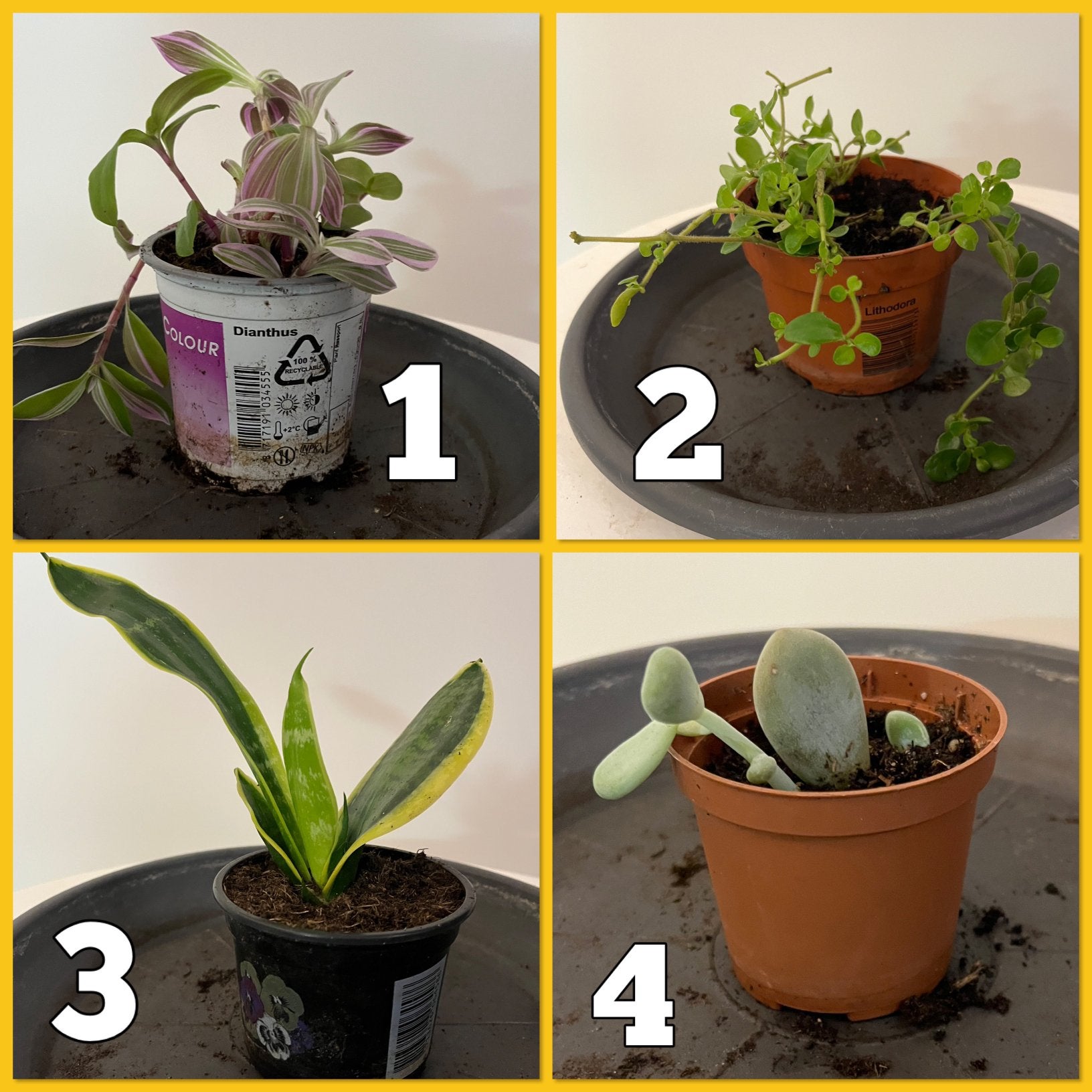 4 kleine kamerplanten, Ophalen, Halfschaduw, Minder dan 100 cm