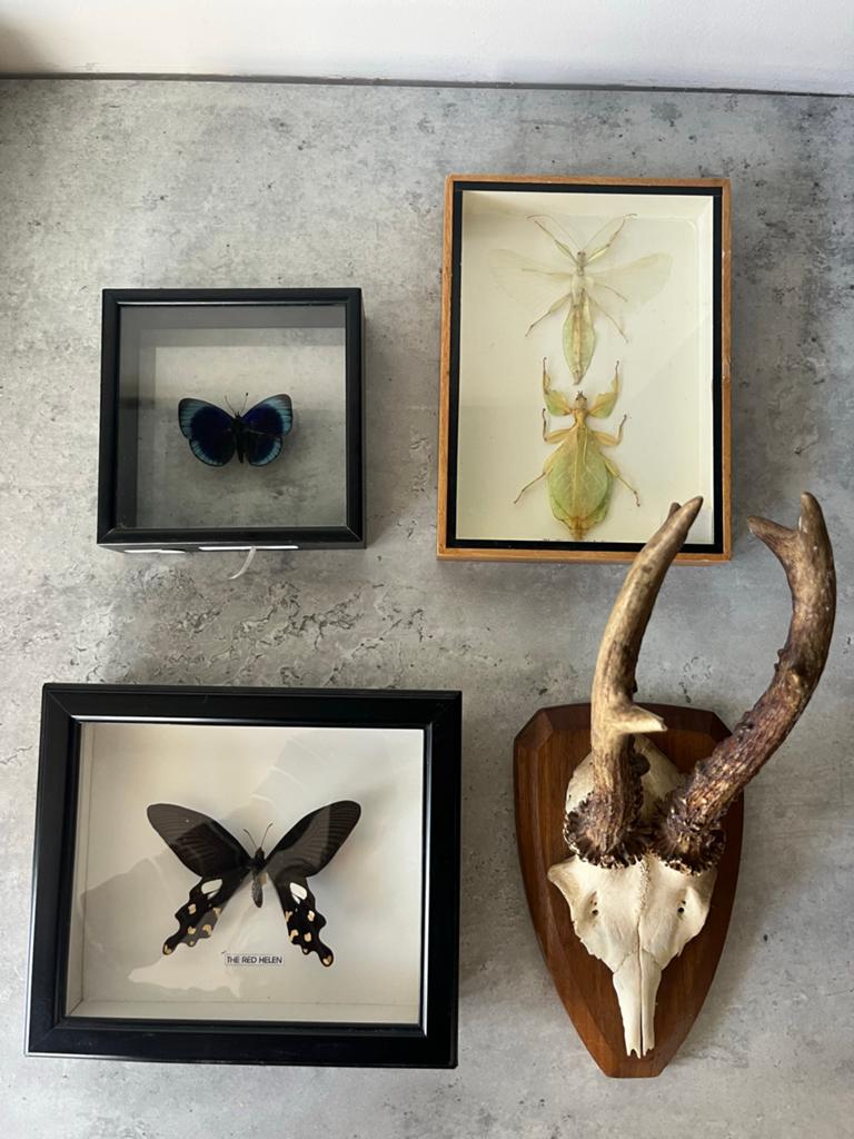 Vlinders en insecten in lijst, met reeënkop, Ophalen of Verzenden, Zo goed als nieuw, Insect, Opgezet dier