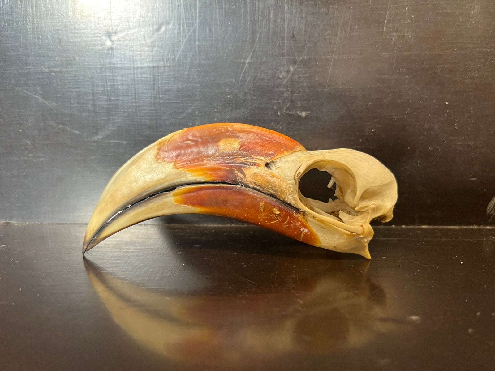 Schedel von der decken tok (man), Ophalen of Verzenden, Nieuw, Vogel, Schedel