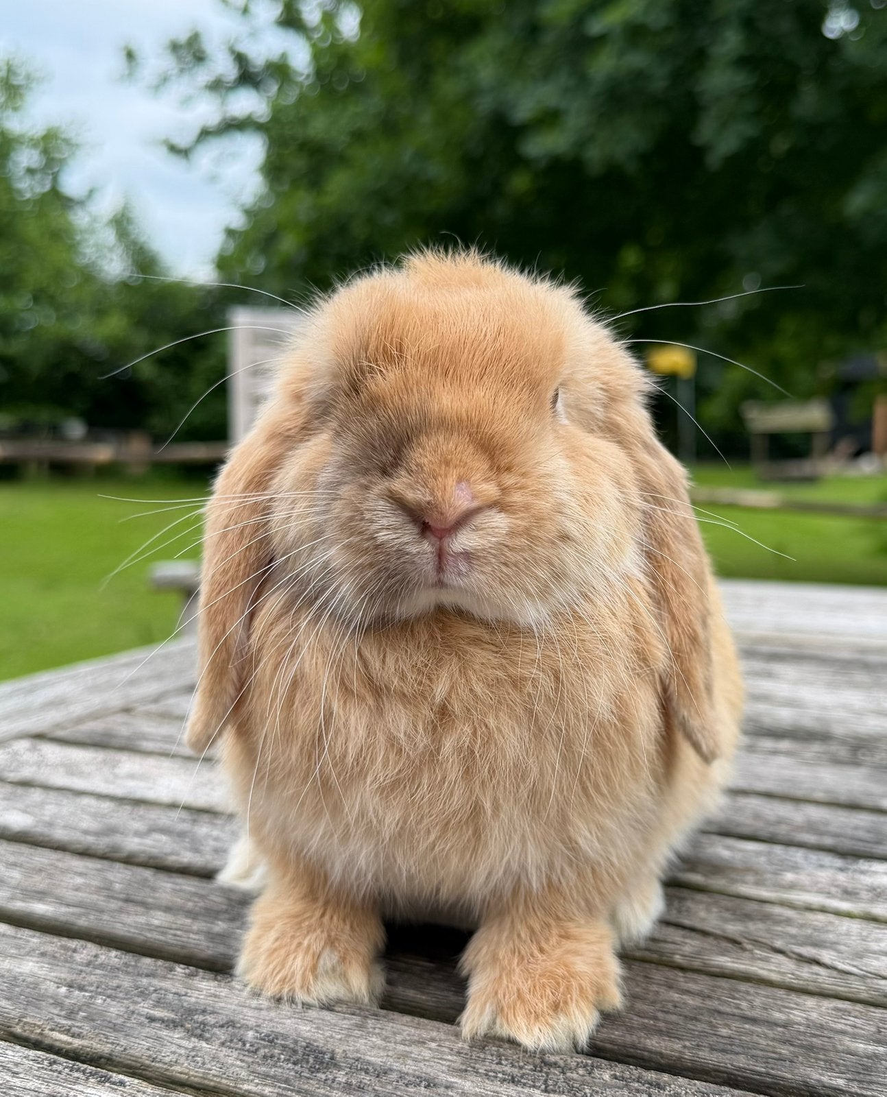 Knappe minilop konijntjes in koppeltjes beschikbaar, Dieren en Toebehoren, Meerdere dieren, Dwerg, Hangoor, 0 tot 2 jaar