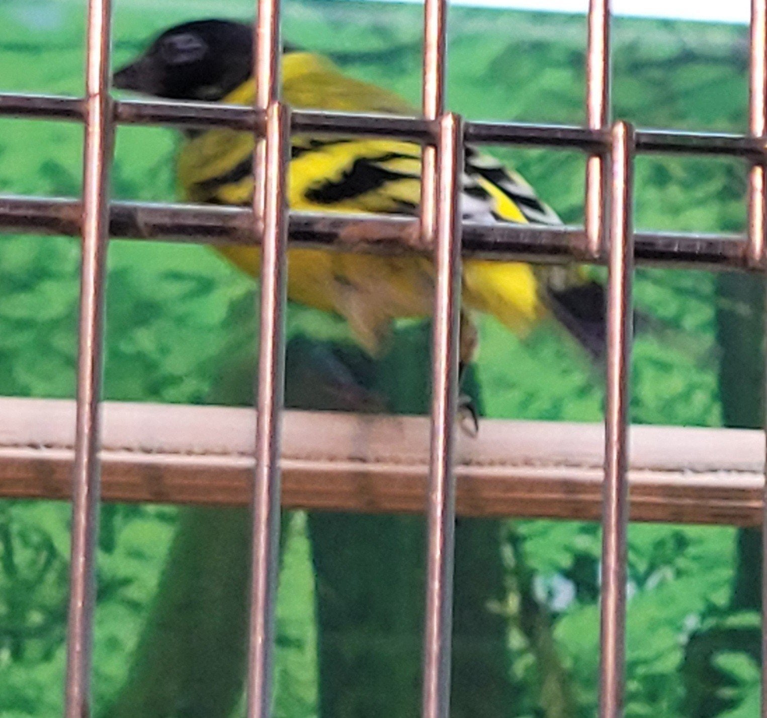 Zwarkopsijs man., Dieren en Toebehoren, Vogels | Overige Vogels, Mannelijk