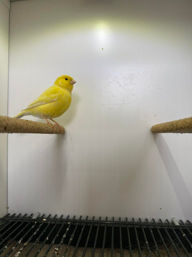 Kanarie pop 2025 geel, Dieren en Toebehoren, Vogels | Kanaries, Vrouwelijk, Kleurkanarie