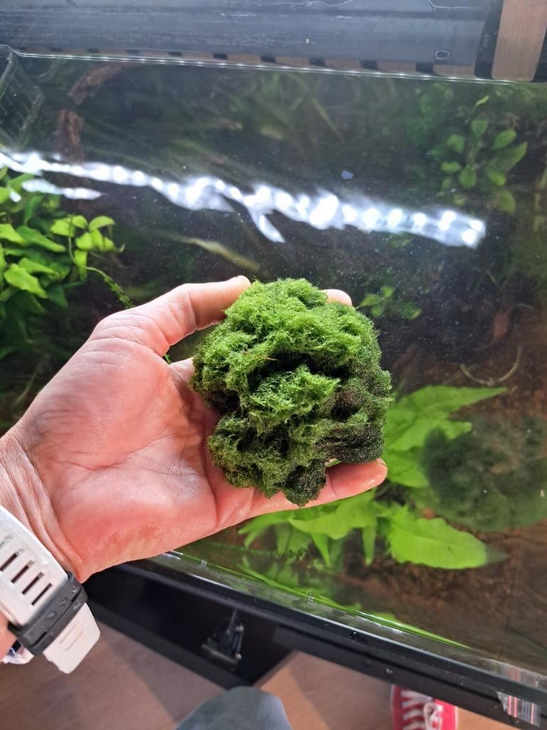 Mos bal aquarium, Ophalen, Plant(en), Steen of Hout