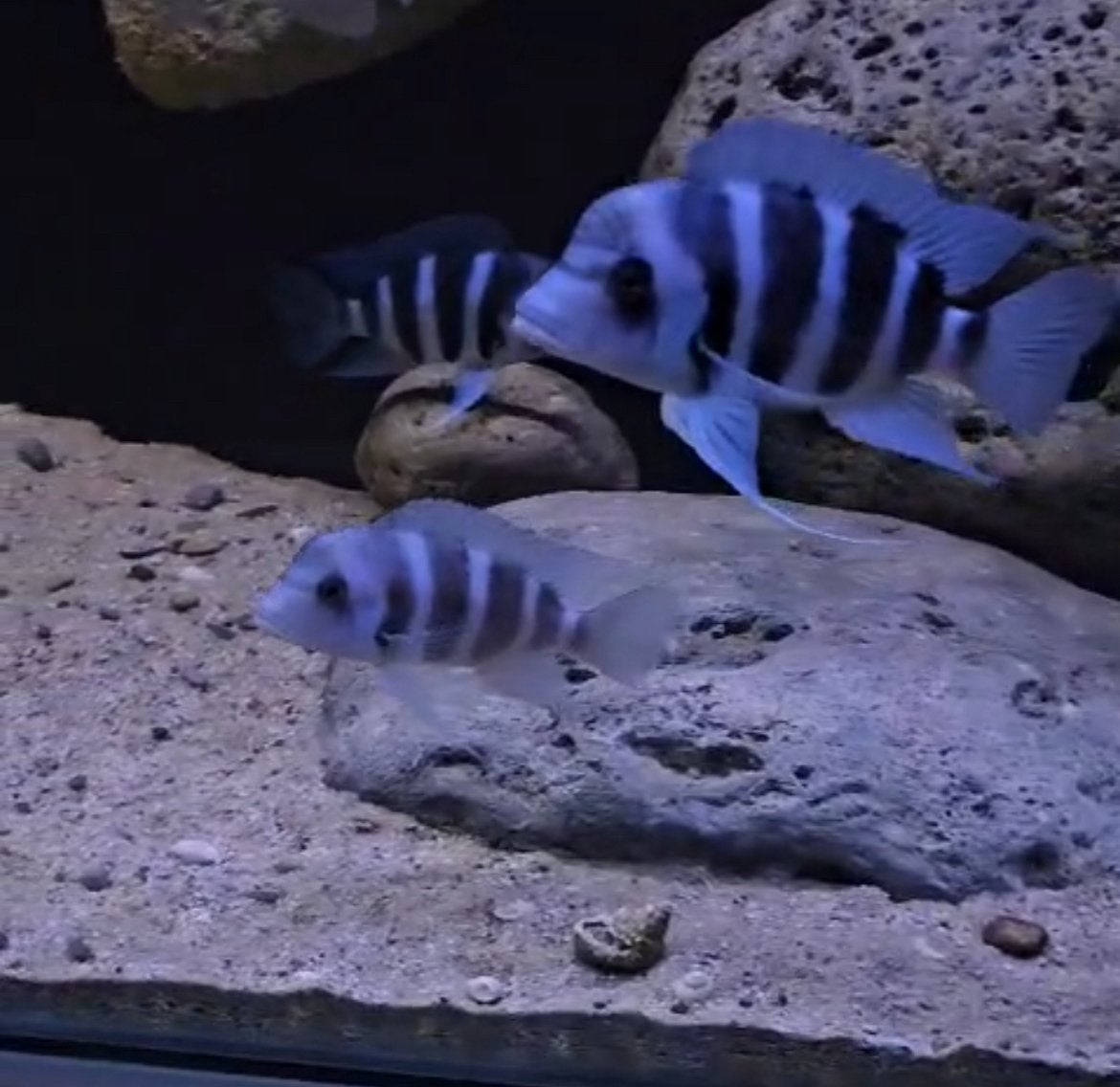 Frontosa moba blue zaire groep van 11, Vis