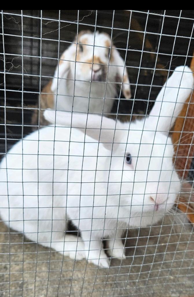 Vriendje gezocht voor meisje konijn / knappe voedster gratis, Dieren en Toebehoren, Konijnen, Vrouwelijk, Dwerg