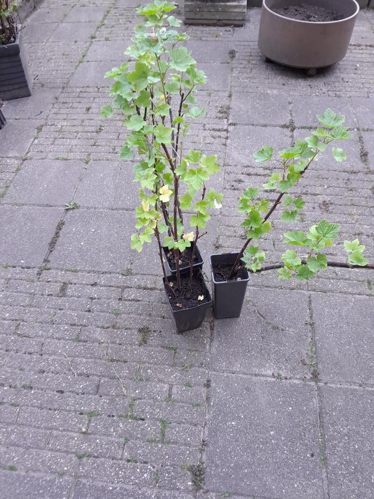 planten - Rode bessen, Volle zon, Vaste plant, Ophalen of Verzenden, Fruitplanten