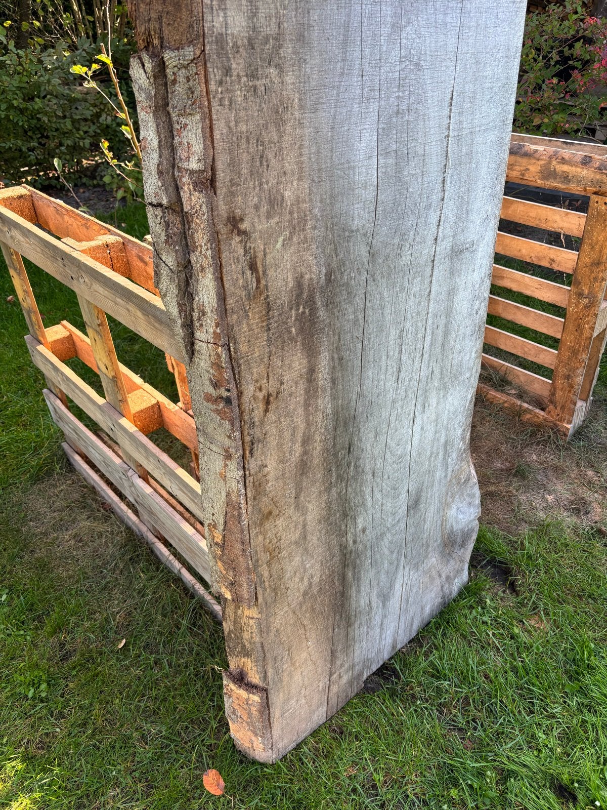 Beukenhouten schaaldeel, Doe-het-zelf en Verbouw, Nieuw, Ophalen of Verzenden, 200 tot 250 cm, Plank