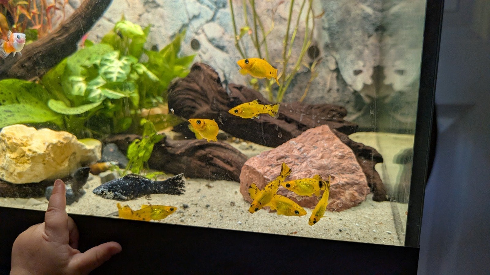 Molly visjes oranje / zwart, Dieren en Toebehoren, Vissen | Aquariumvissen, Vis, Zoetwatervis