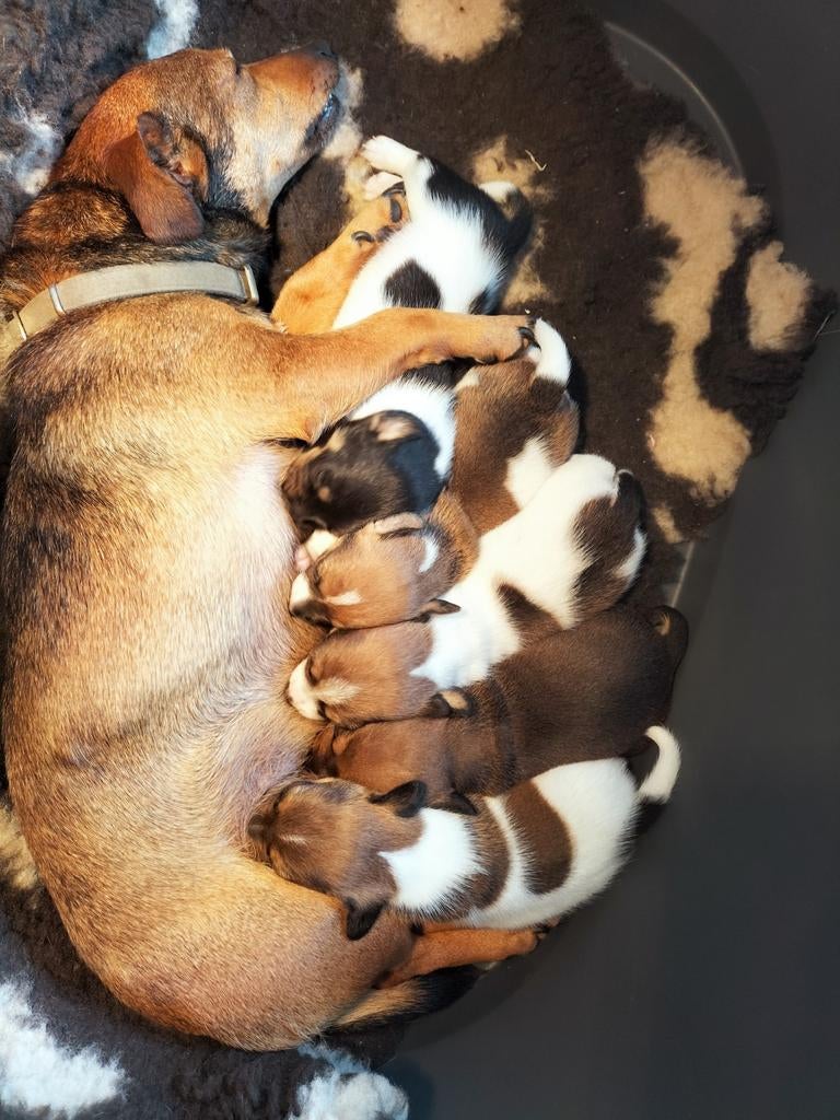 5 Jack Russell pups te koop aangeboden, Dieren en Toebehoren, Honden | Jack Russells en Terriërs, Jack Russell Terriër, 8 tot 15 weken