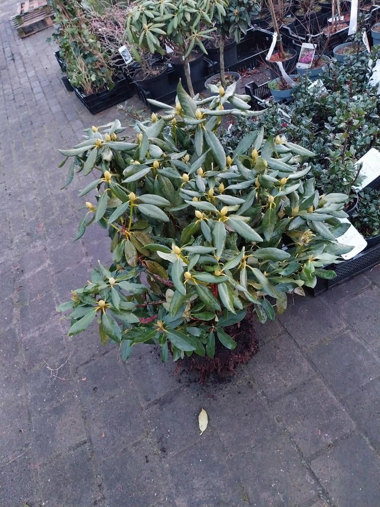 Rhododendron 'Nova Zembla' - Winterharde Rododendron, Vaste plant, Halfschaduw, Lente, Ophalen