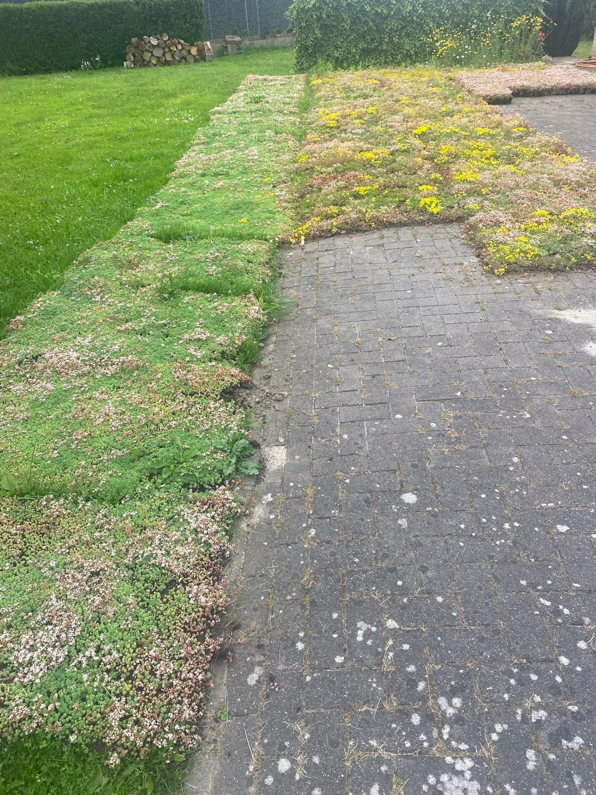 Sedum matten en cassettes voor dak of bodembedekking, Bodembedekkers, Volle zon, Vaste plant, Ophalen of Verzenden