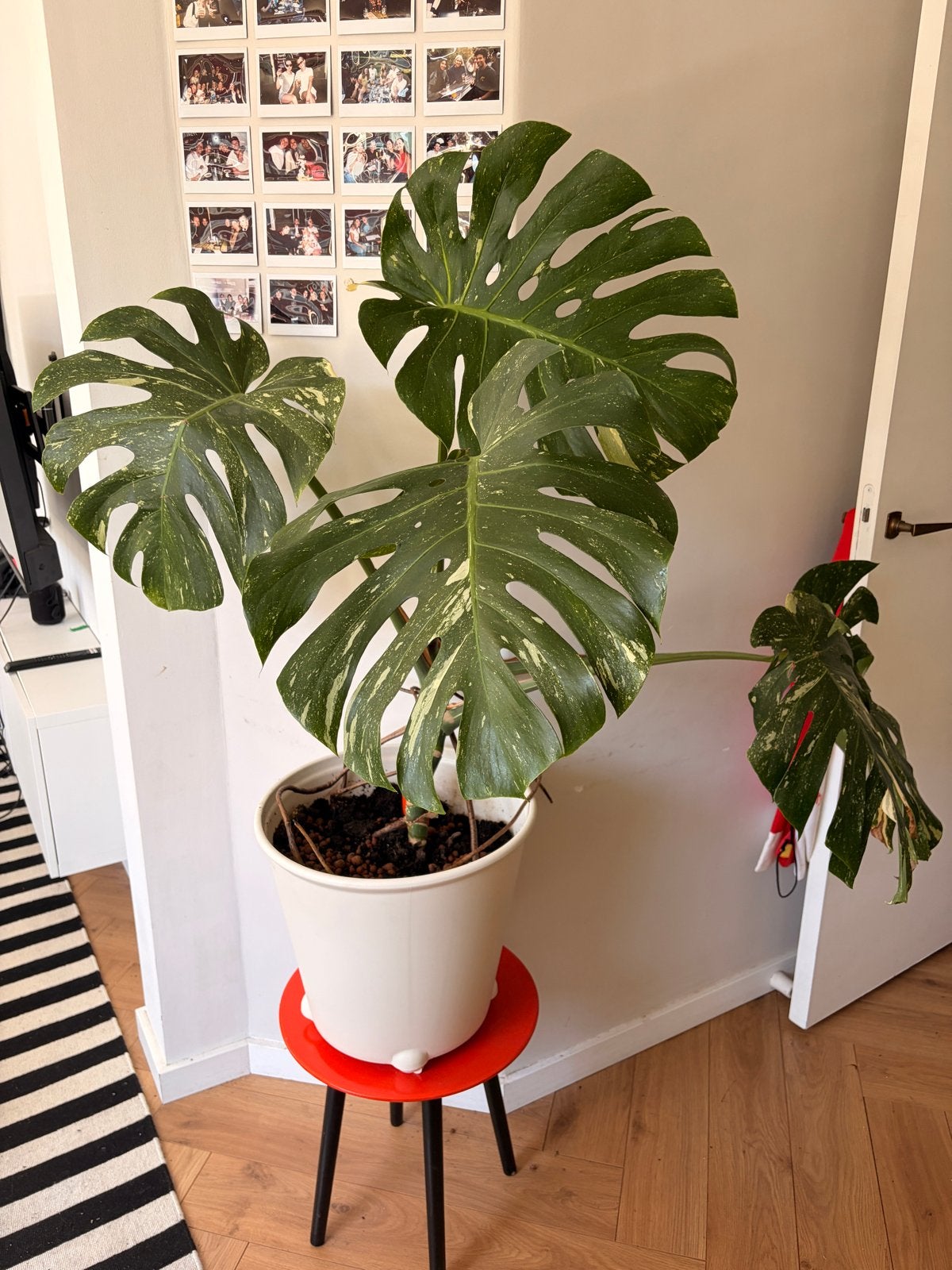 Grote Variegated Monstera, Huis en Inrichting, Kamerplanten, Ophalen, 100 tot 150 cm, Overige soorten, Halfschaduw