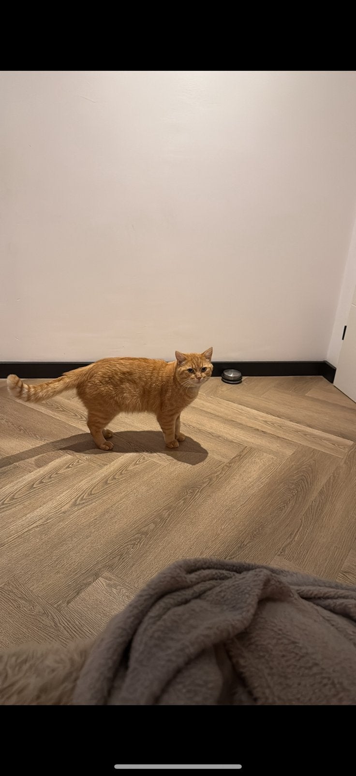 Europeesekorthaar kat, Kater, Kortharig, 3 tot 5 jaar