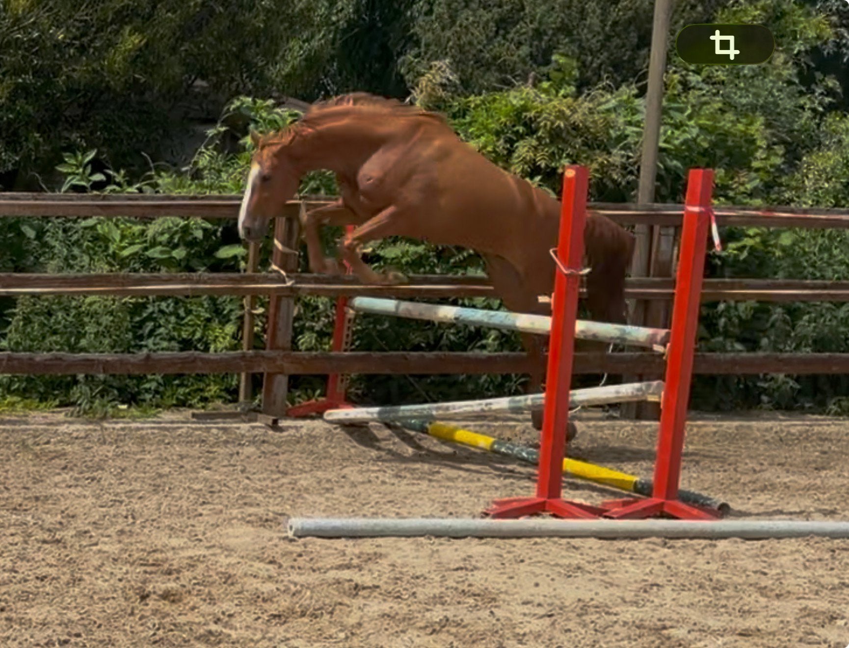 Alround Ruin van bacardi best x schumacher top karakter!, Met stamboom, Ruin, Dressuurpaard, 3 tot 6 jaar