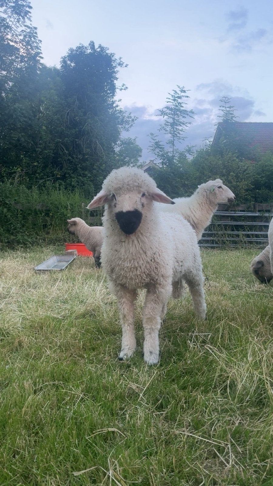Ram lammetje Walliser schwarznase, Mannelijk, Schaap