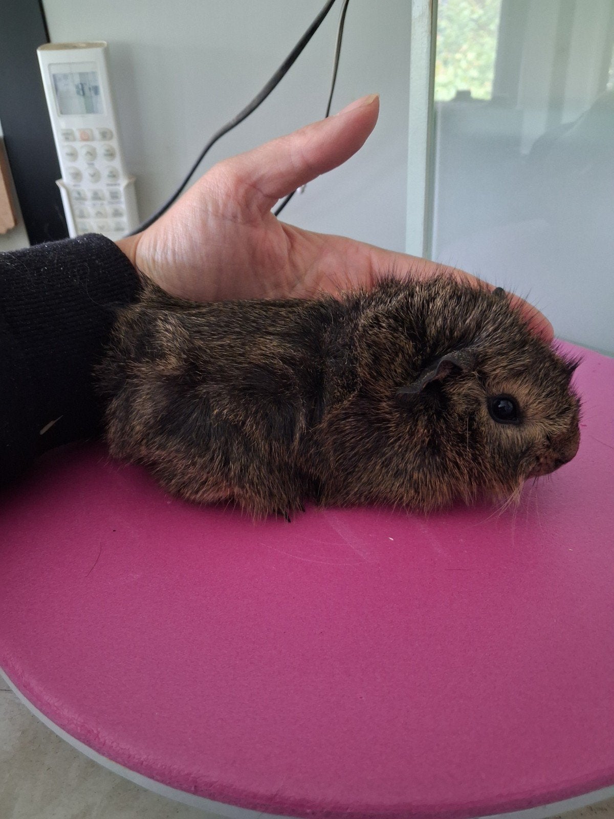 Lemonagouti (wit) beertje, Dieren en Toebehoren, Cavia, April, Mannelijk, Tam