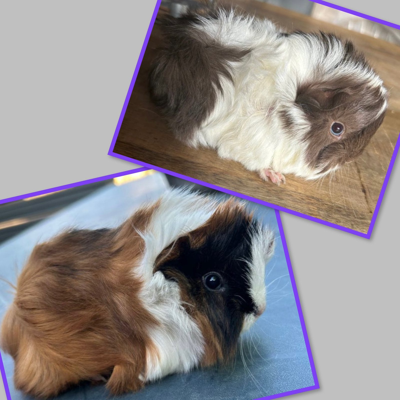 Twee jonge cavia mannetjes (peruvian x borstel), Mei, Mannelijk, Cavia