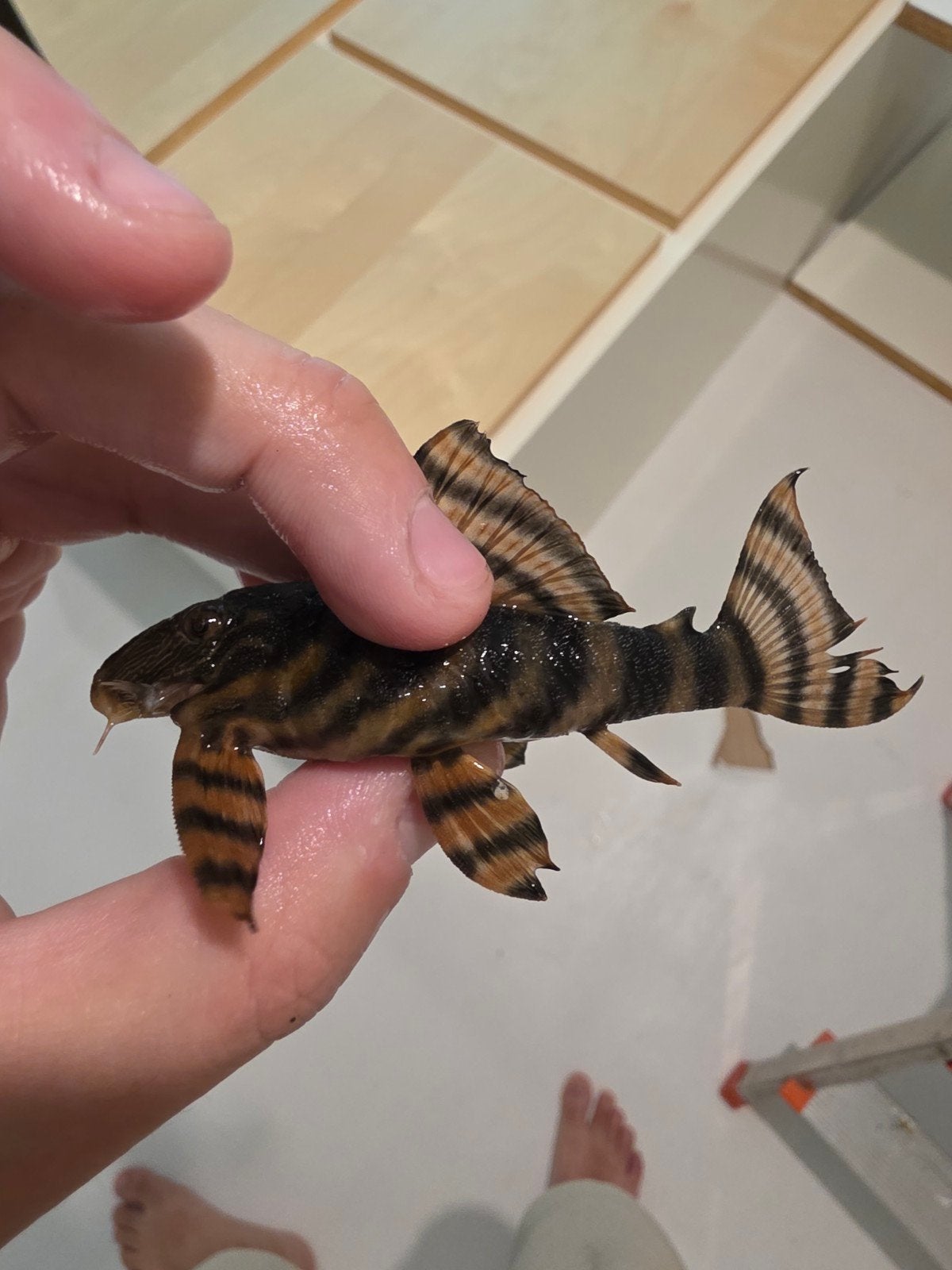 l397 Panaqolus pleco l nummer, Dieren en Toebehoren, Vis, Zoetwatervis