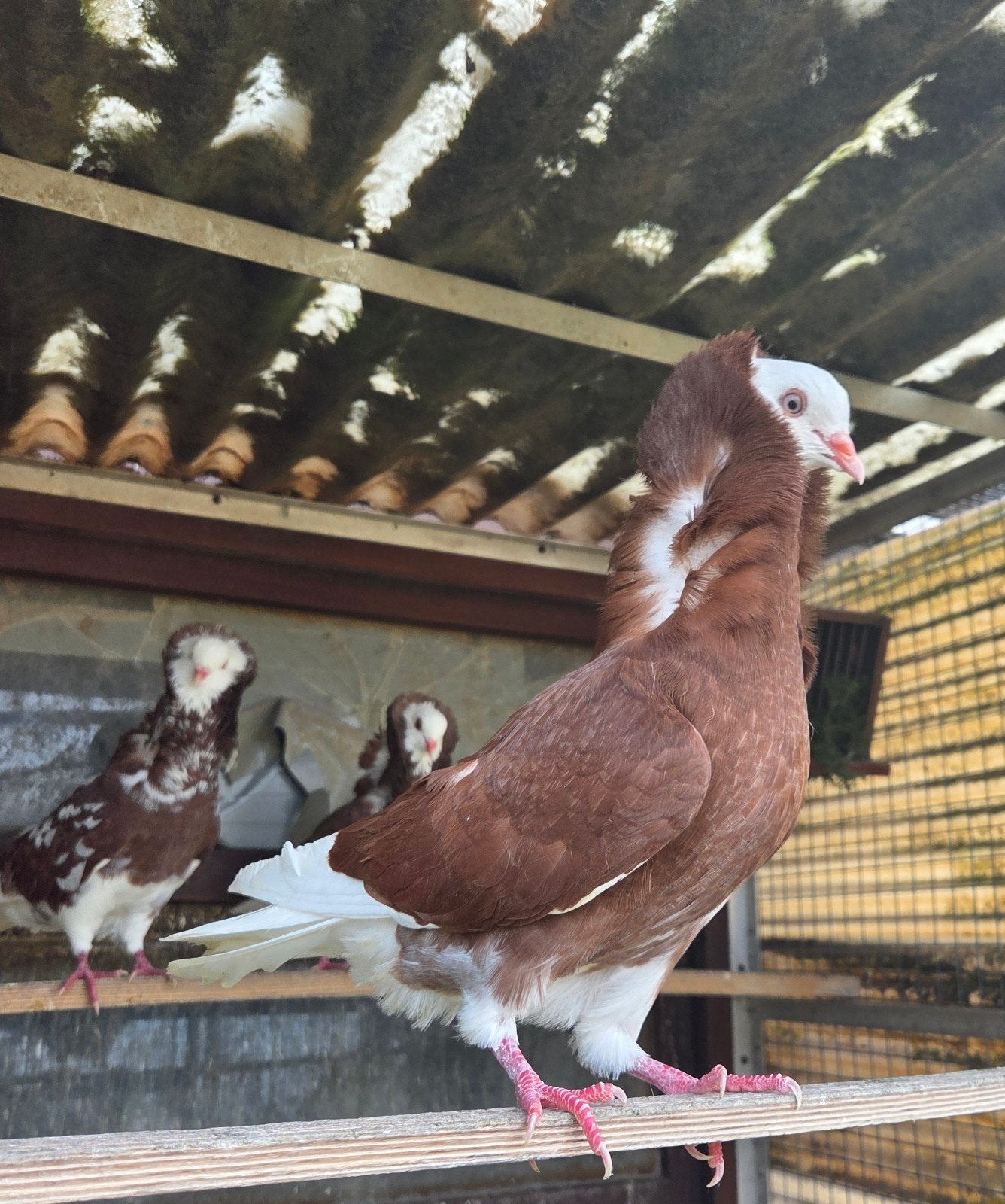te koop 4 jonge kapucijners van 2026, Dieren en Toebehoren, Vogels | Duiven, Meerdere dieren, Overige soorten
