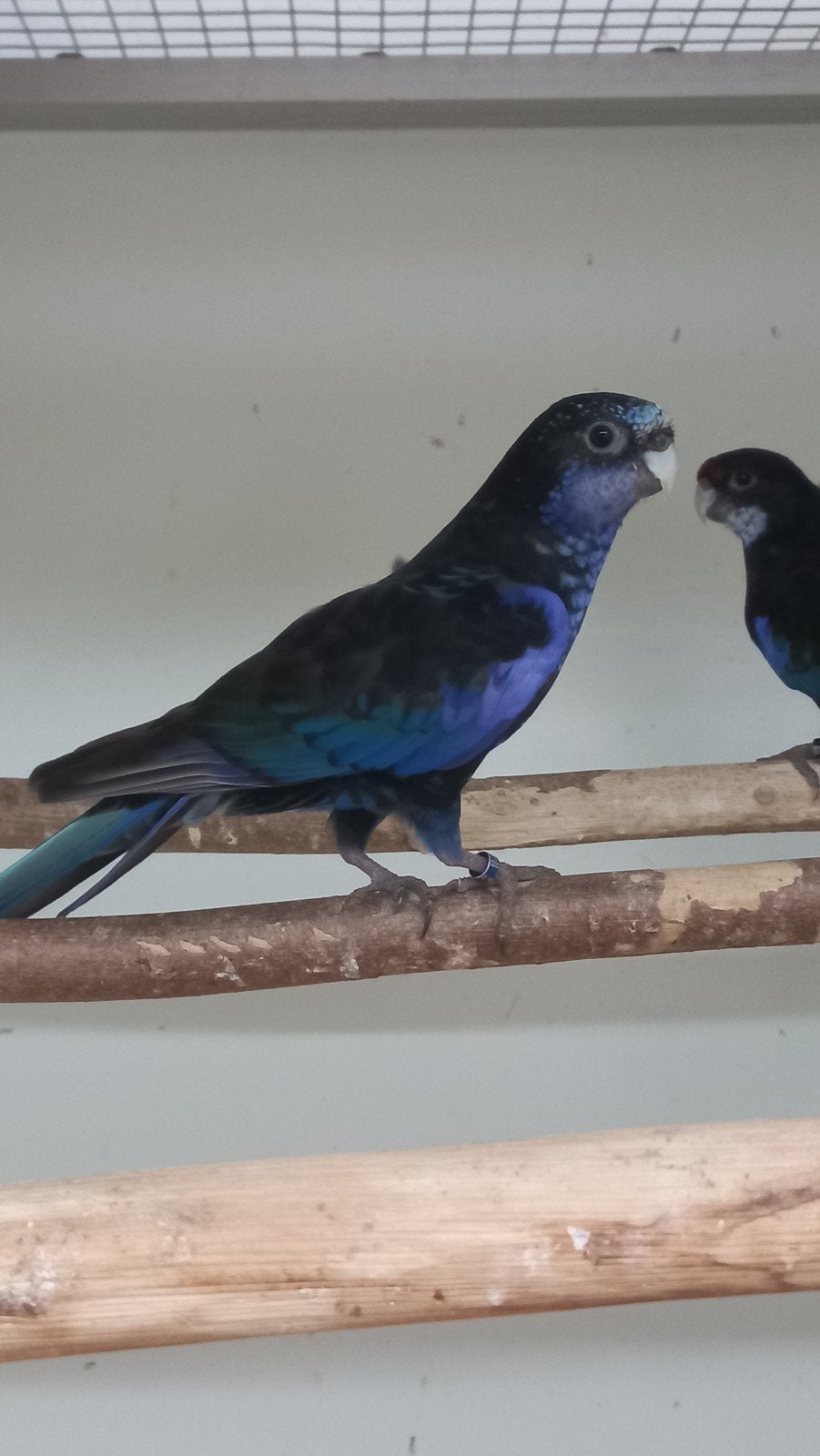 zwarte rosella koppel, Dieren en Toebehoren, Meerdere dieren, Parkiet