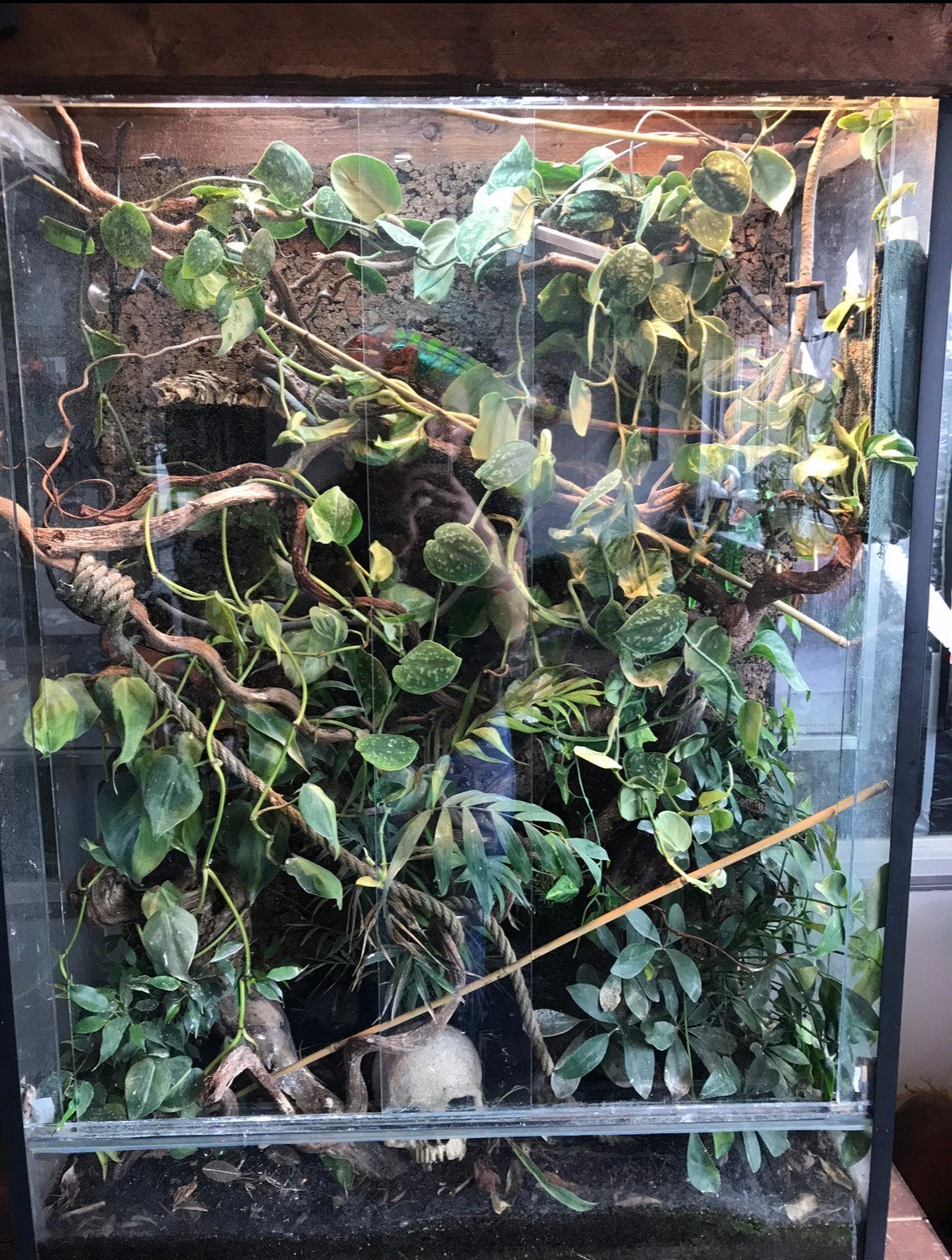 Volledig klaar terrarium kameleon, Ophalen, Zo goed als nieuw, Terrarium of Paludarium