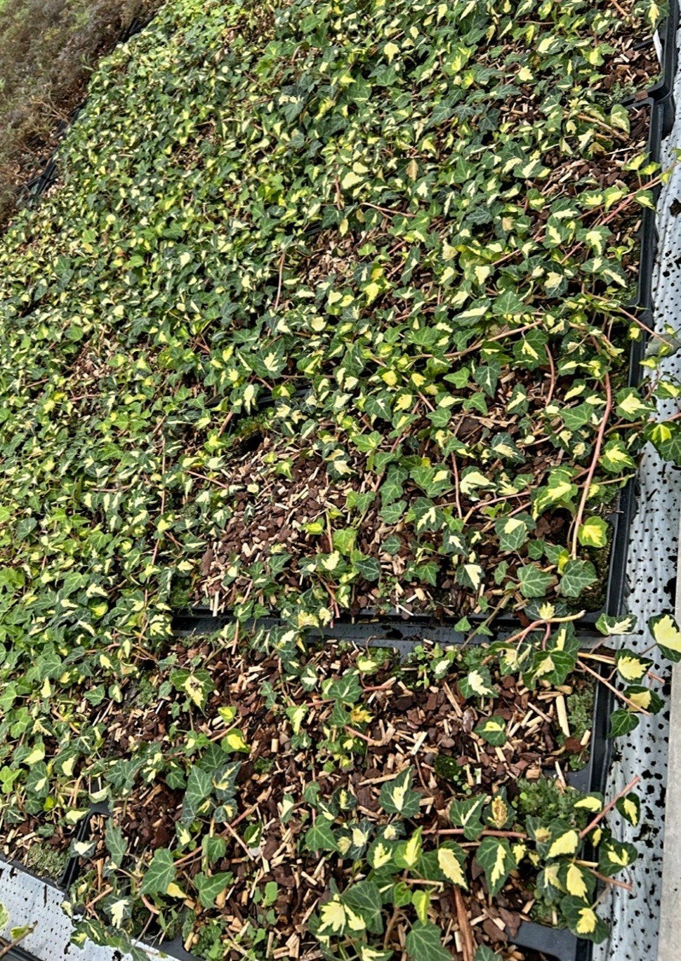 Hedera helix 'Goldheart'  🍀, Ophalen