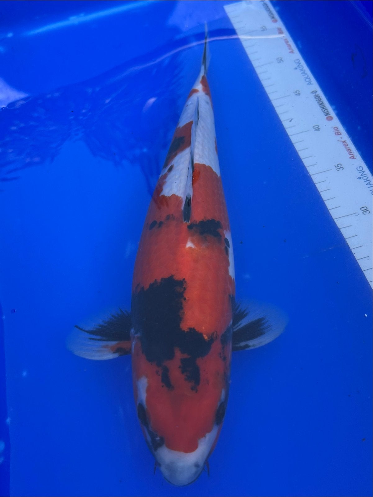 Japanse koi, Karper of Koi