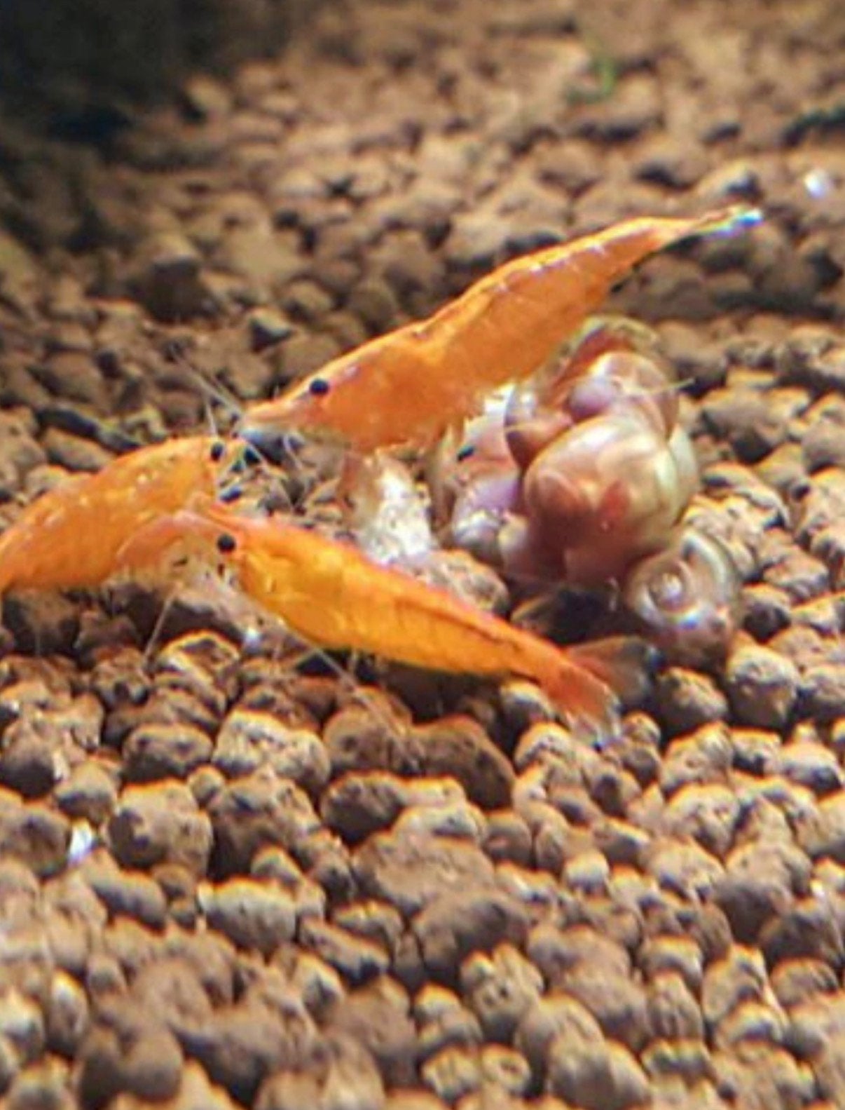Garnalen, Kreeft, Krab of Garnaal