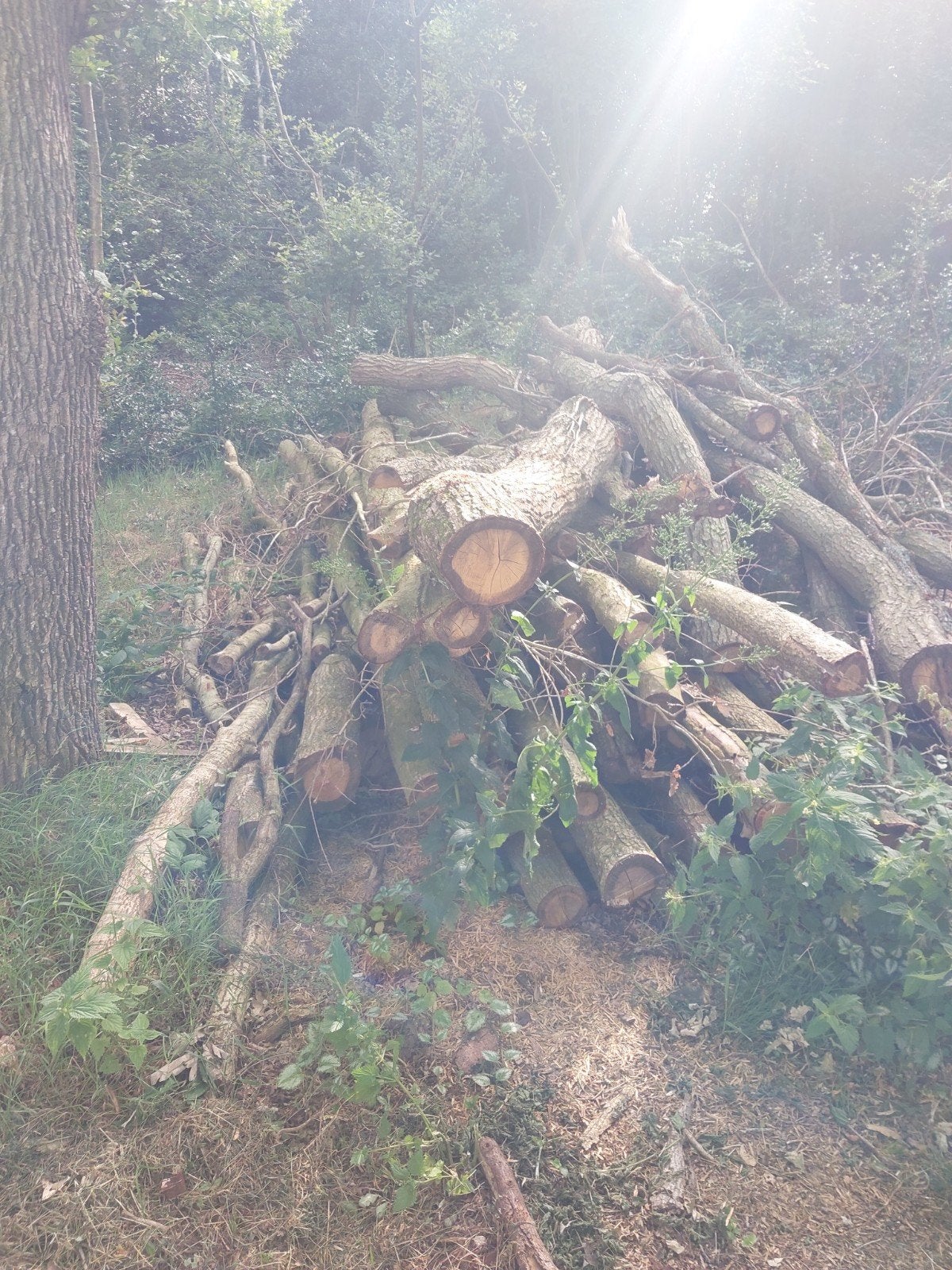 Eiken stamhout brandhout, Tuin en Terras, 6 m³ of meer, Ophalen