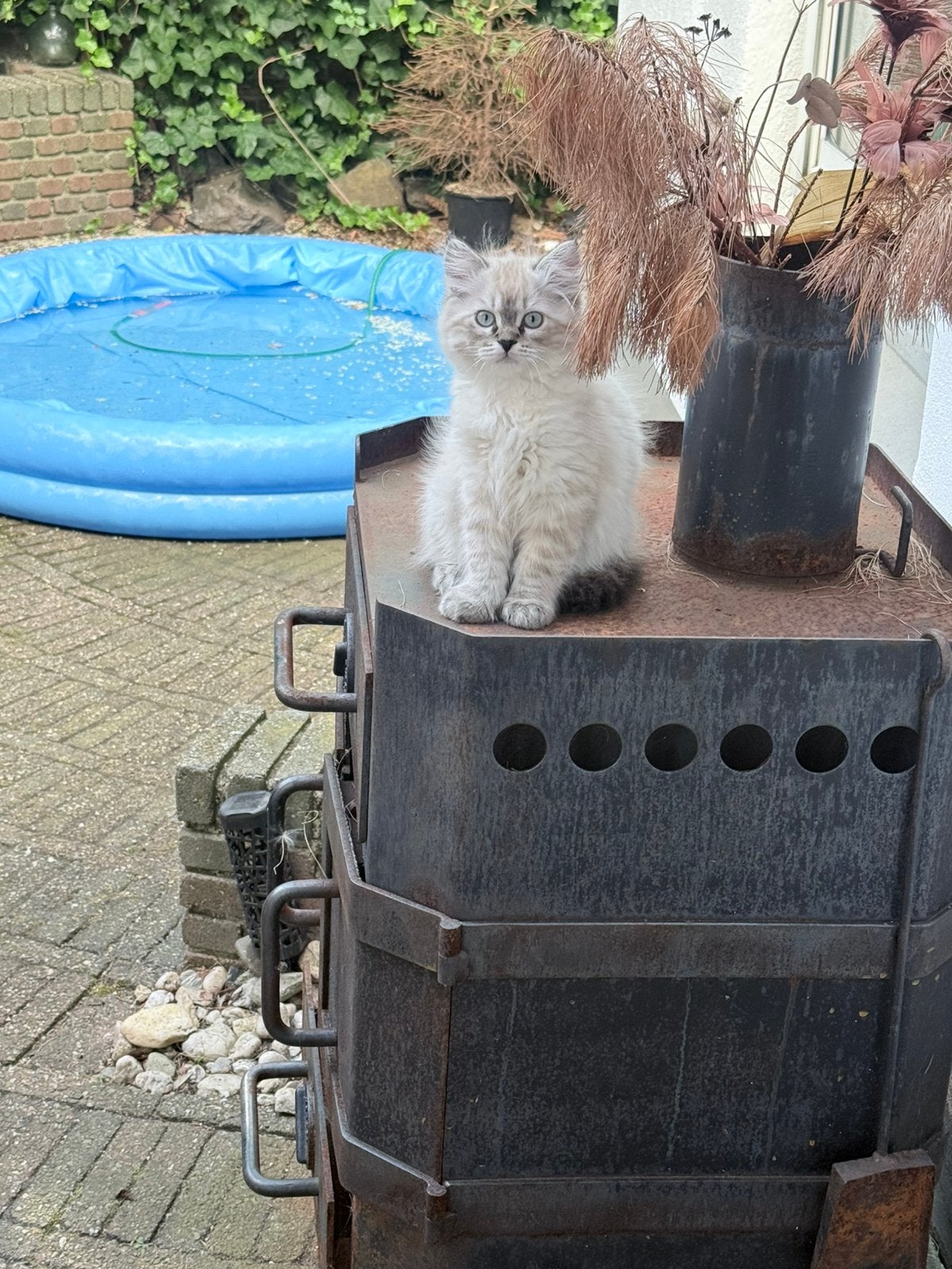 Britse langhaar x Siberische boskat KITTENS, Dieren en Toebehoren, Katten en Kittens | Raskatten | Langhaar, Meerdere dieren, Ontwormd