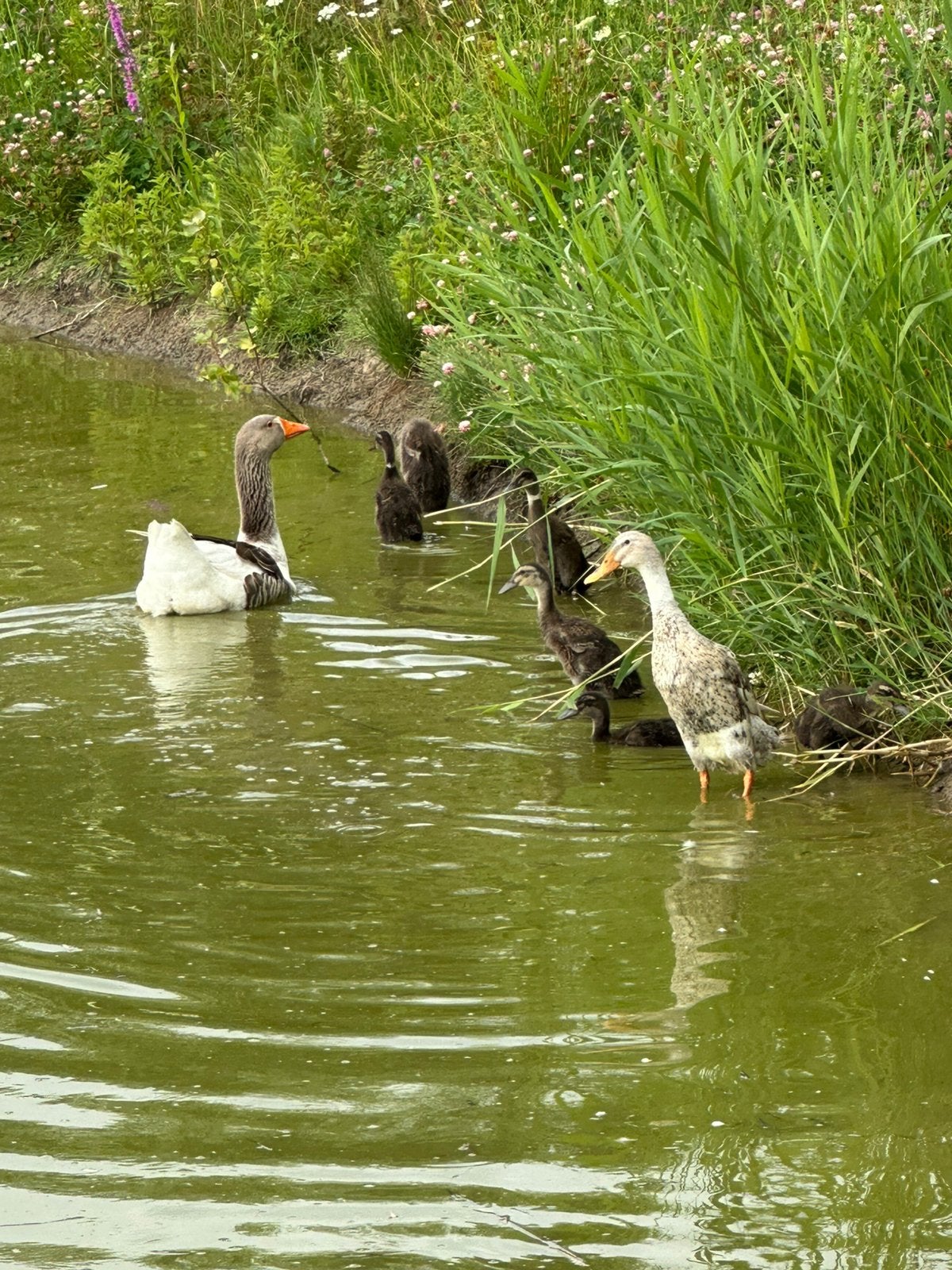Raszuivere indische loopeenden, Dieren en Toebehoren, Pluimvee, Meerdere dieren, Eend