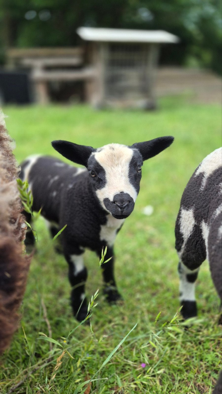 Bonte ram, Dieren en Toebehoren, Mannelijk, Schaap, 0 tot 2 jaar