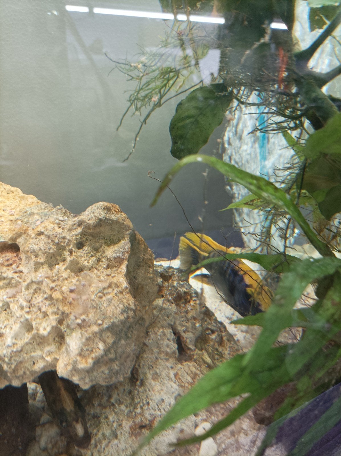 te koop otopharynx lithobates cichliden koppel €25, Vis, Zoetwatervis, Schoolvis
