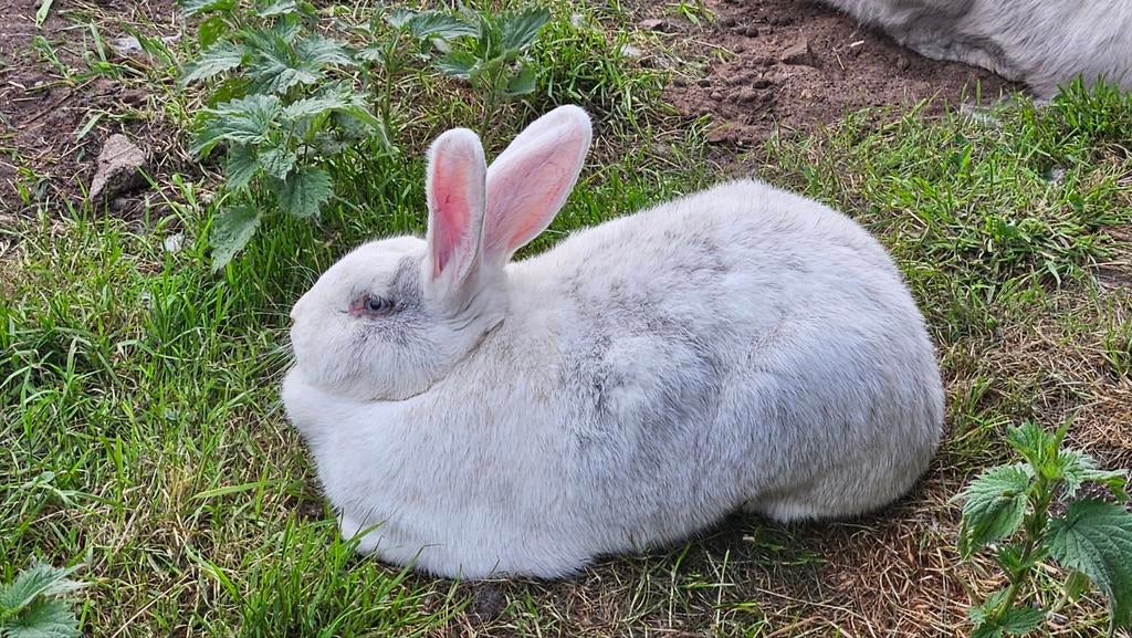2 voedsters, Duitse reus, Dieren en Toebehoren, Konijnen, Vrouwelijk, Groot, 0 tot 2 jaar