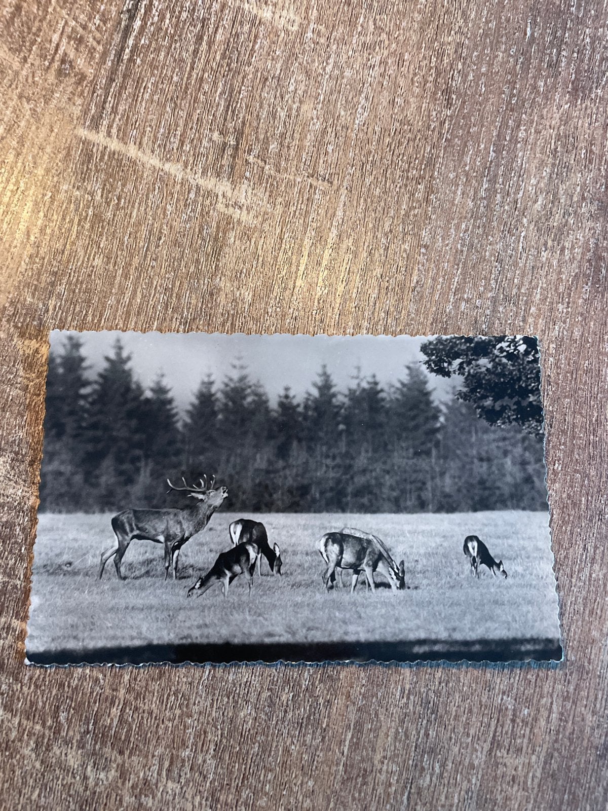 Oude Ansichtkaart: Herten in het Wild - Zwart-Wit, Ophalen of Verzenden, Gelopen, Wild dier