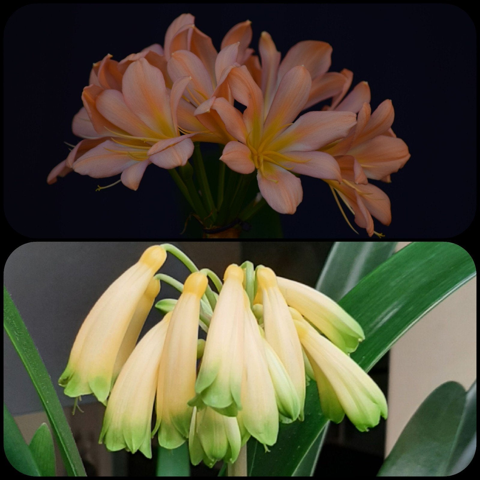 Clivia kruising Pink Peach Bonny x Gardinii Yellow plantje, Ophalen of Verzenden, Halfschaduw, Minder dan 100 cm