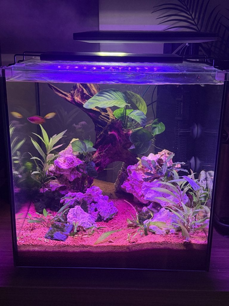 Aquarium Superfish Qubiq 60 pro, Ophalen, Superfish, Verwarming, Gevuld zoetwateraquarium