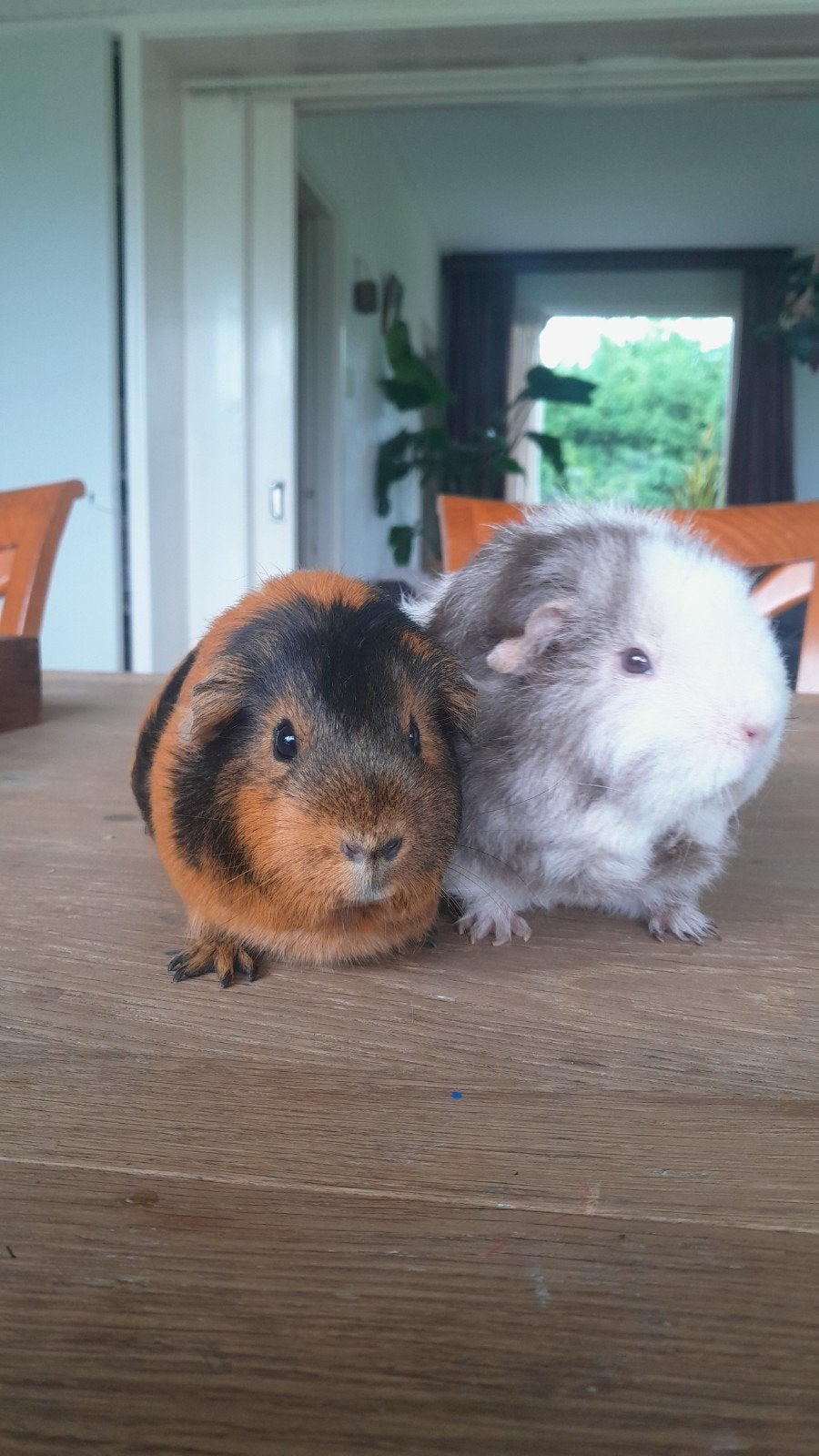 1 jarige cavia vrouwtjes, tam en lief., Cavia, Juli, Vrouwelijk, Tam