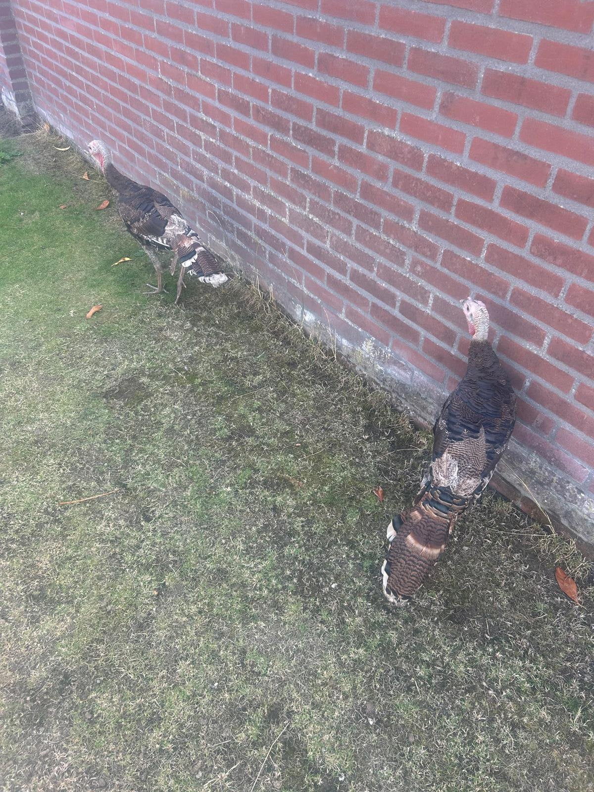 Kalkoen €15,00, Geslacht onbekend, Kalkoen