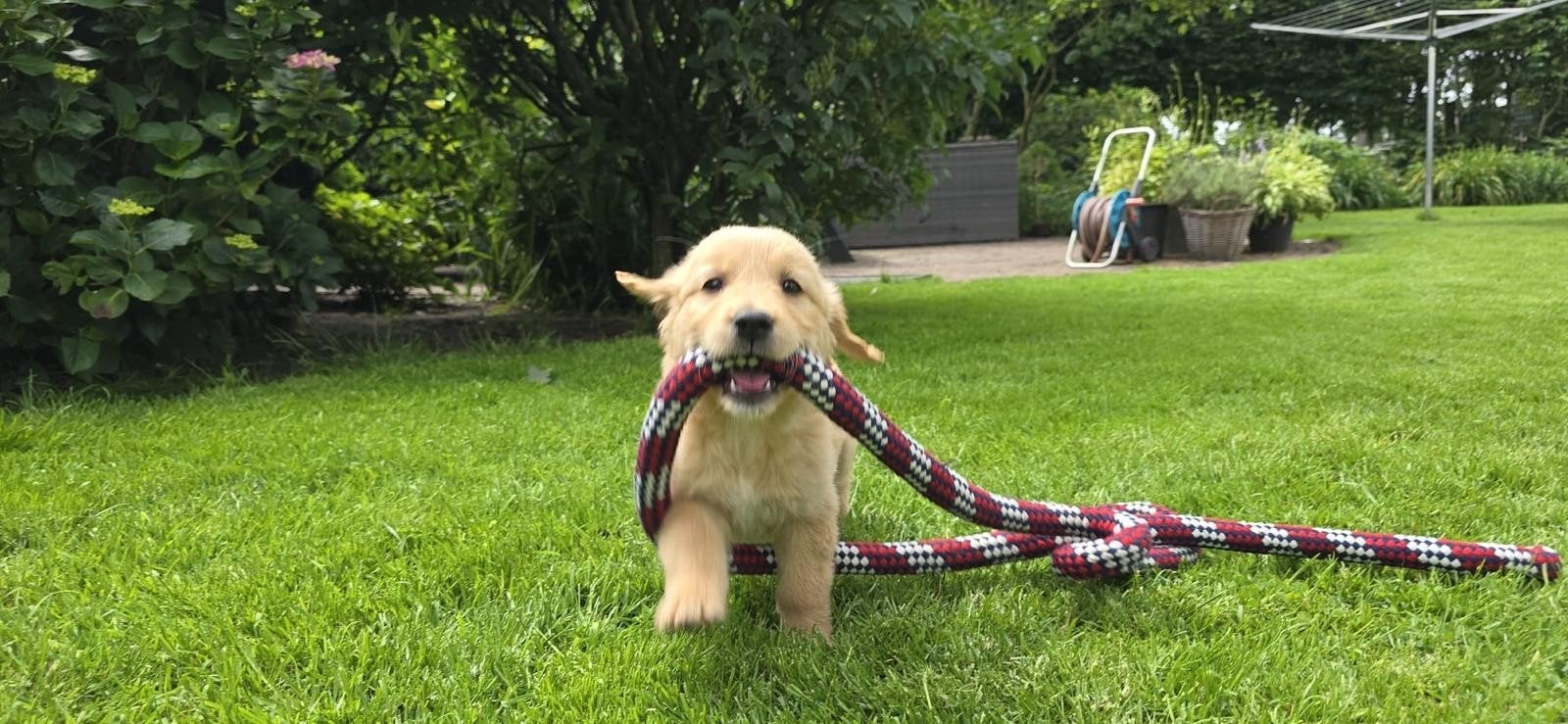 Golden Retriever pups, Parvo, 8 tot 15 weken, Meerdere, Meerdere dieren