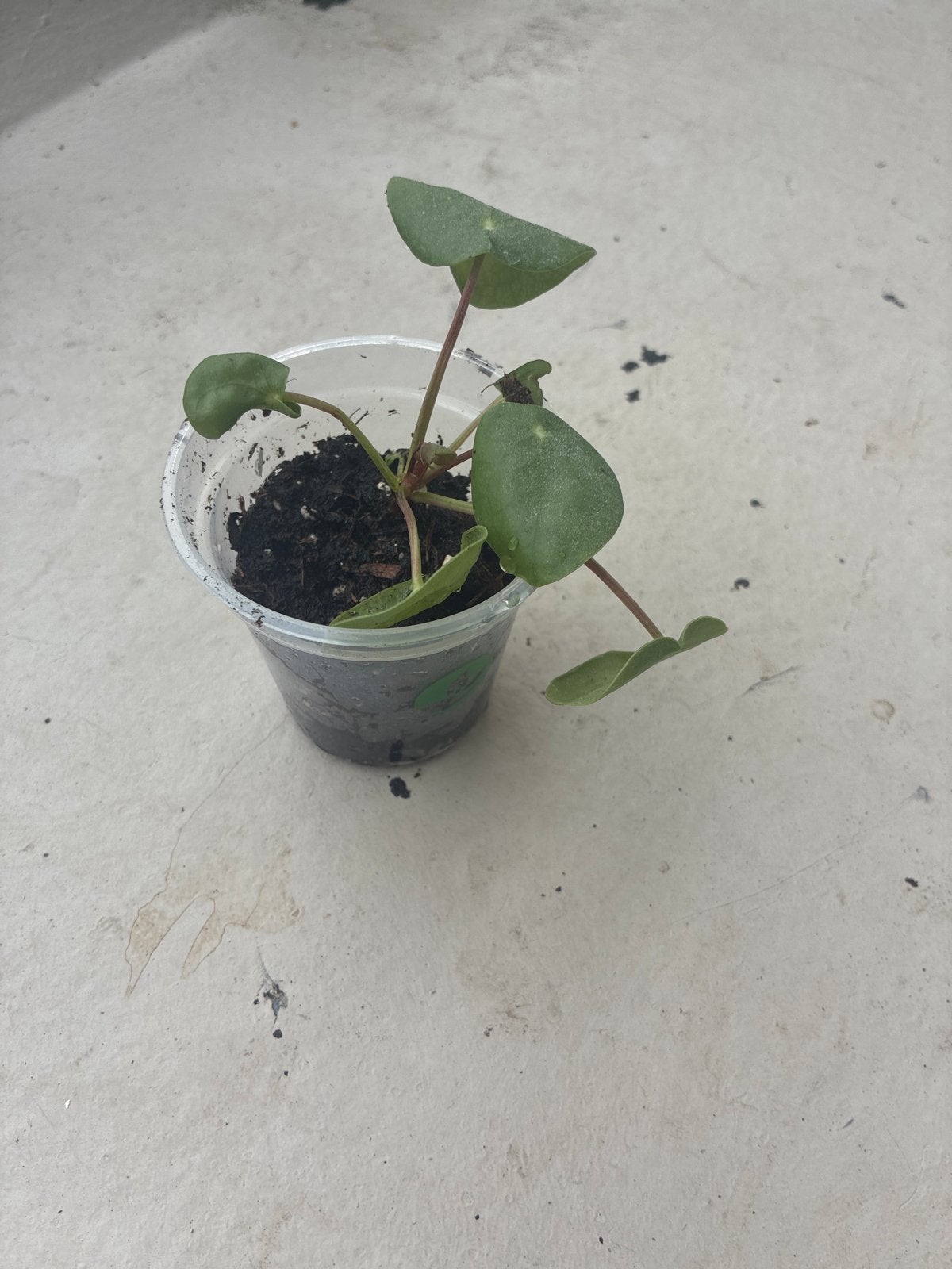 Stekje pannenkoekenplant, Ophalen, Overige soorten, Halfschaduw, In pot