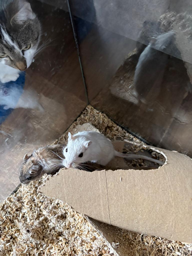 Gerbils eventueel met terrarium, September, Mannelijk, Overige typen