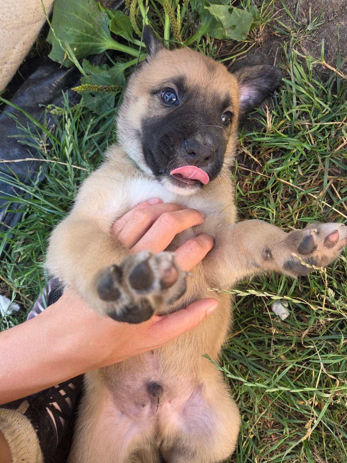 3 mooie pups hollandse herder x amerikaanse bulldog, Parvo, Overige rassen, 8 tot 15 weken, Meerdere