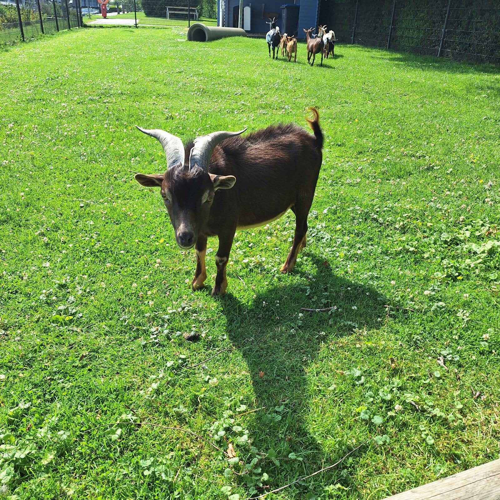 2 bokjes en 1 geitje., Dieren en Toebehoren, Meerdere dieren, Geit