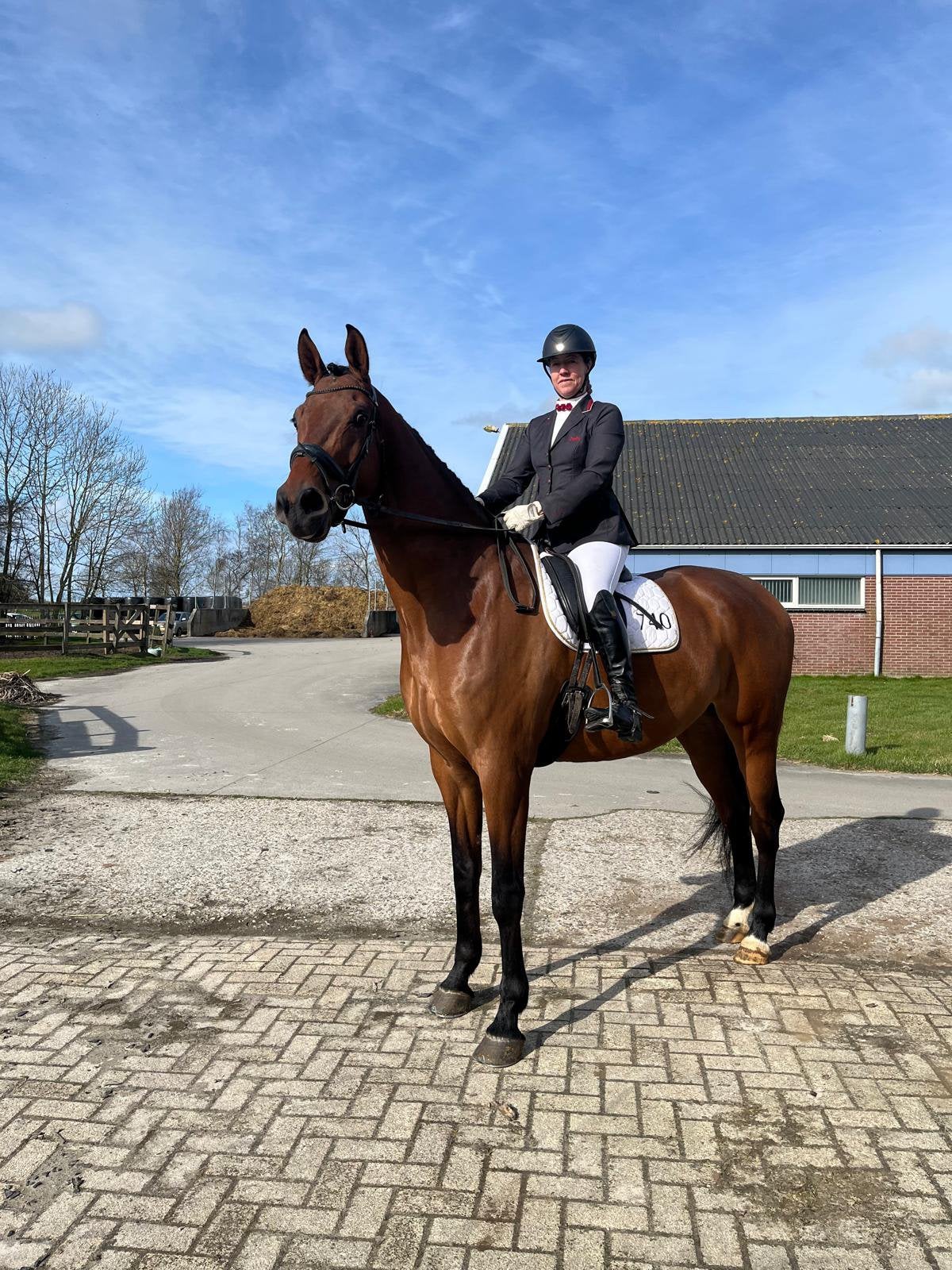 8 jarige grote (+/- 1.79m) brave Z dressuur ruin., 175 cm of meer, Ruin, Dressuurpaard, 7 tot 10 jaar