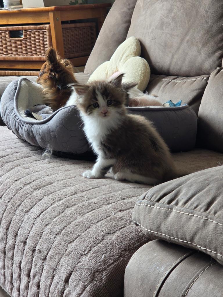 Maine Coon kater, Dieren en Toebehoren, Kater, Met stamboom, 0 tot 2 jaar