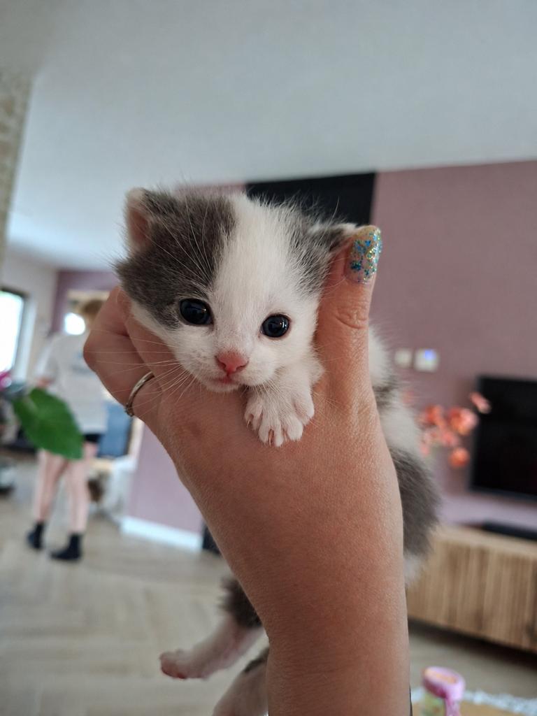 Kittens, Dieren en Toebehoren, Meerdere dieren, 0 tot 2 jaar