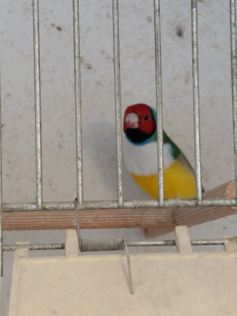 Gouldamadine, Dieren en Toebehoren, Vrouwelijk, Tropenvogel, Geringd