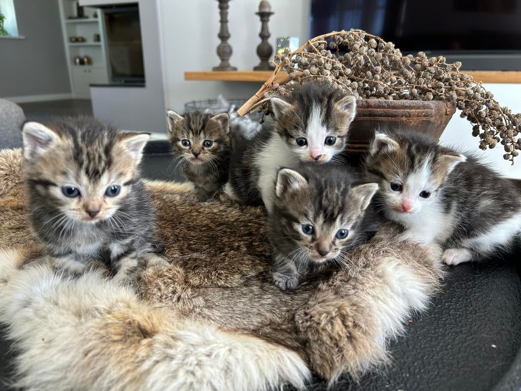 Alle kittens hebben n warm huisje, Meerdere dieren